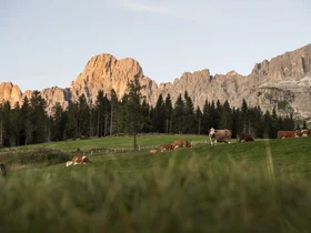 Friedrich ist DAS Boutiquehotel in den Dolomiten Kühe grasen vor bewaldeten Bergen bei Sonnenuntergang